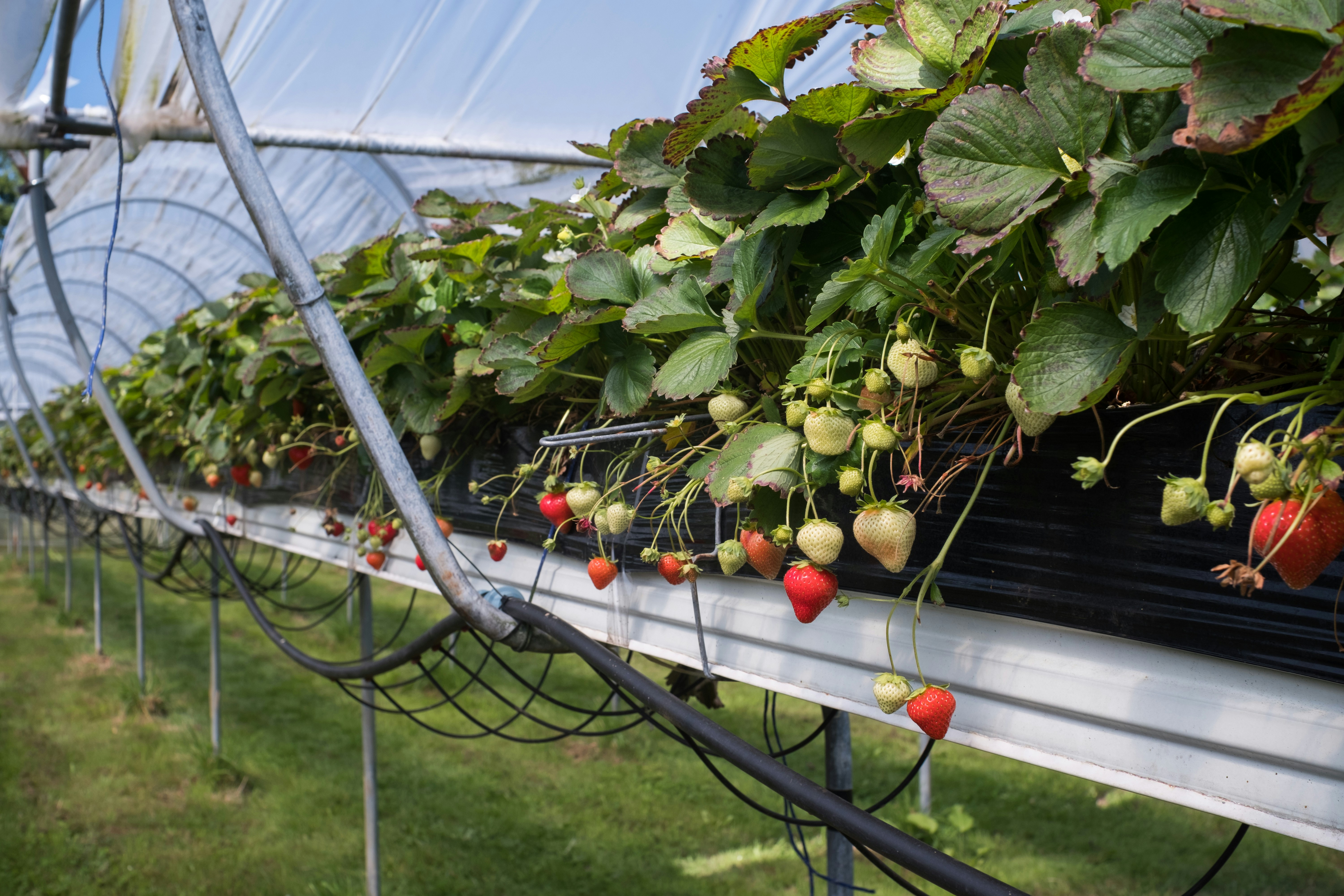 Hortiprise Dashboard